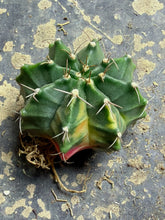 Load image into Gallery viewer, Cactus
