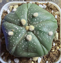 Load image into Gallery viewer, Astrophytum asterias
