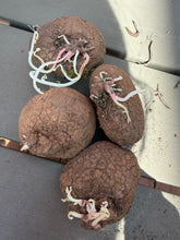 Load image into Gallery viewer, Stsephania erecta（each）
