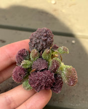 Load image into Gallery viewer, Adromischus marianiae
