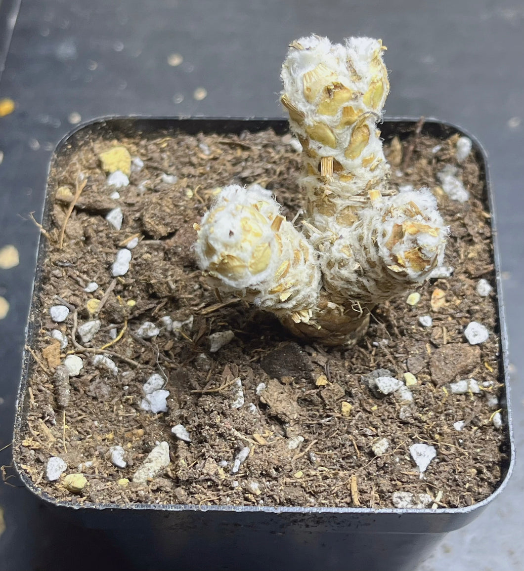Othonna retrorsa