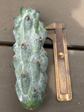 Load image into Gallery viewer, Spineless Gray‑Blue Column Cactus
