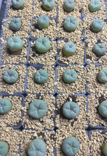 Load image into Gallery viewer, Lophophora peyote
