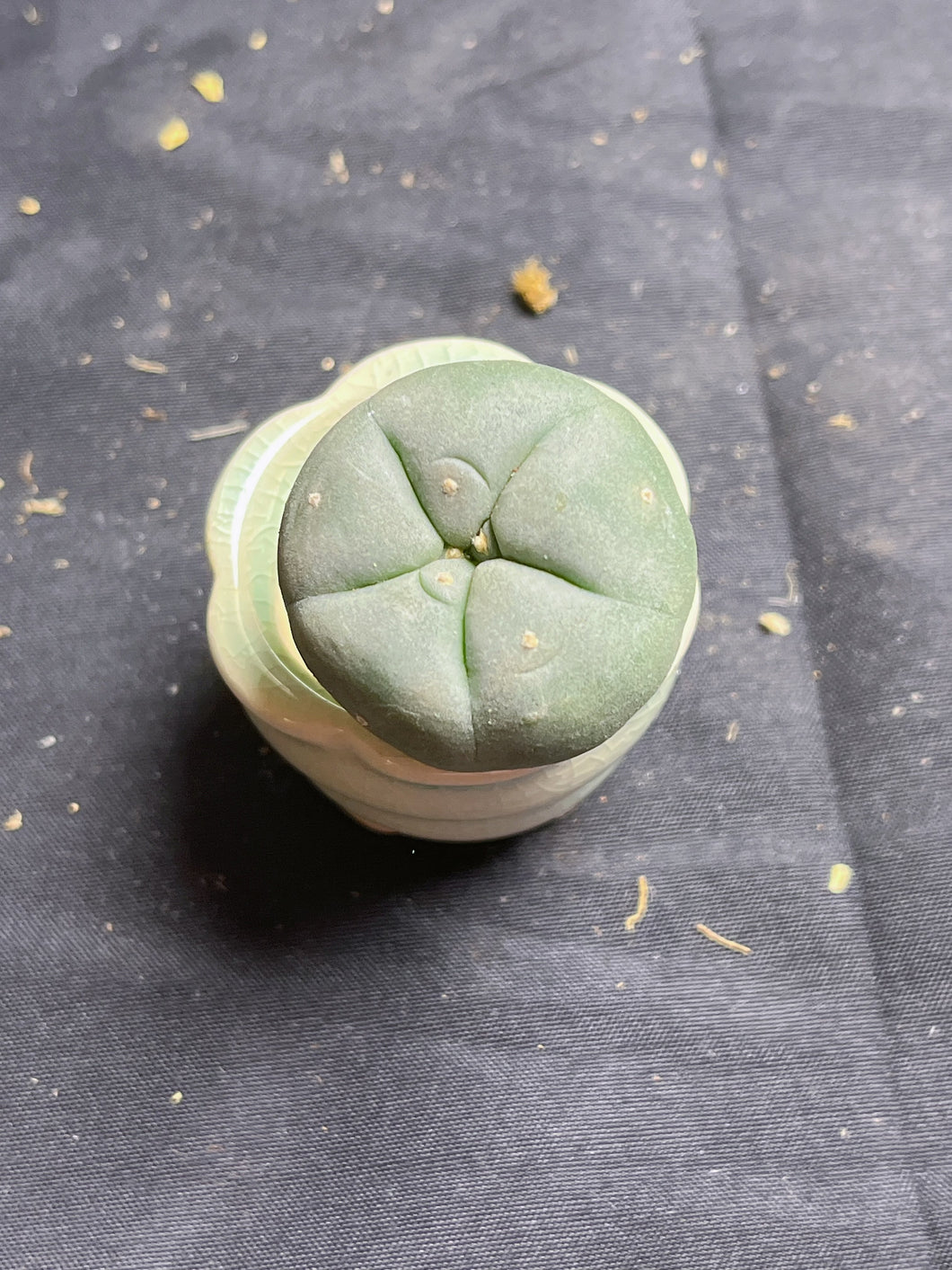Lophophora peyote