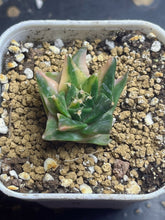 Load image into Gallery viewer, Obregonia denegrii variegated
