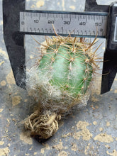 Load image into Gallery viewer, Echinocereus ferreirianus subsp. lindsayi
