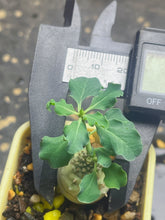 Load image into Gallery viewer, Euphorbia globulicaulis
