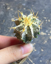 Load image into Gallery viewer, Astrophytum ornatum Fukuryu Hania
