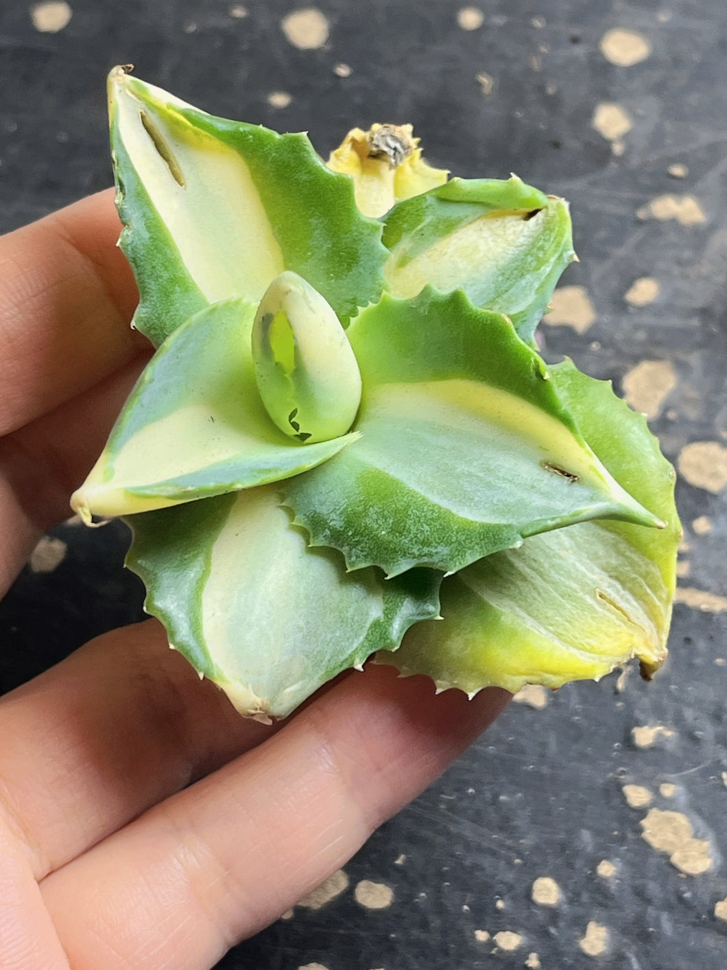 Agave  ‘ohi raijin’ yellow mediopicta variegated
