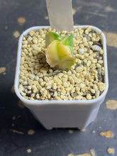 Load image into Gallery viewer, Astrophytum myriostigma variegated
