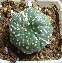 Load image into Gallery viewer, Astrophytum asterias
