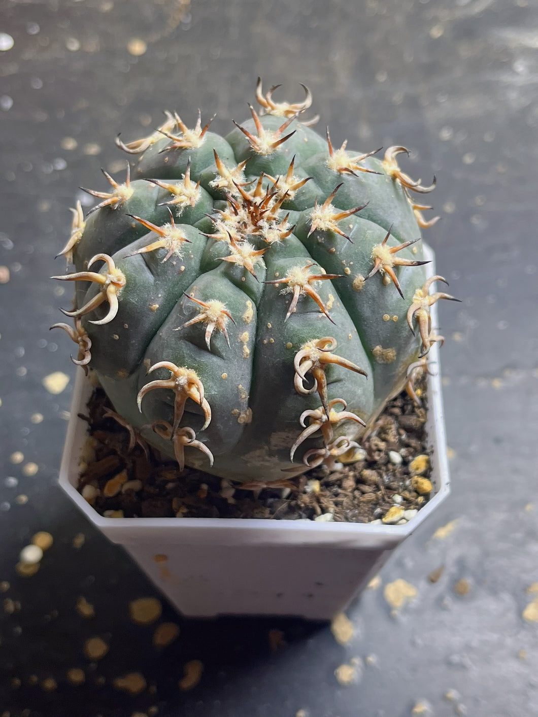 GYMNOCALYCIUM spegazzinii v.unguispinum