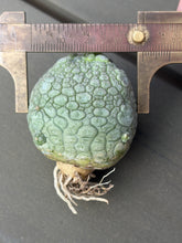 Load image into Gallery viewer, Pseudolithos cubiformis
