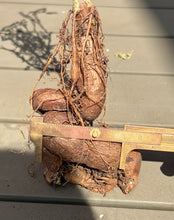 Load image into Gallery viewer, Operculicarya hyphaenoides
