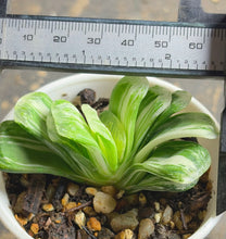 Load image into Gallery viewer, Haworthia truncata  variegated
