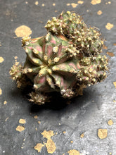 Load image into Gallery viewer, Gymnocalycium Mihanovichii Variegata

