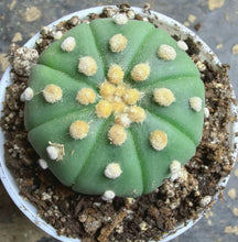 Load image into Gallery viewer, Astrophytum asterias

