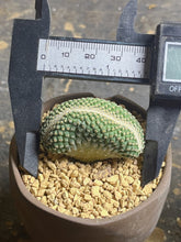 Load image into Gallery viewer, Strombocactus disciformis crested

