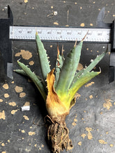 Load image into Gallery viewer, Agave utahensis var. eborispina
