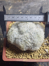 Load image into Gallery viewer, Mammillaria plumosa
