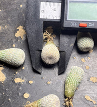 Load image into Gallery viewer, Epithelantha bokei
