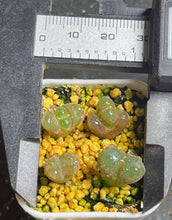 Load image into Gallery viewer, Conophytum Friedrichiae (whole pots)
