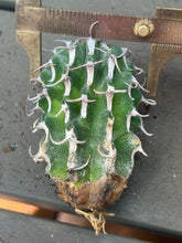 Load image into Gallery viewer, Euphorbia columnaris
