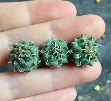 Load image into Gallery viewer, Turbinicarpus schmiedickeanus andersonii（each）
