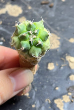 Load image into Gallery viewer, Turbinicarpus
