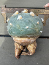 Load image into Gallery viewer, Lophophora peyote
