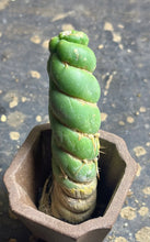 Load image into Gallery viewer, Eulychnia castanae fa. Varispiralis
