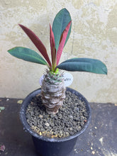 Load image into Gallery viewer, Euphorbia pachypodioides
