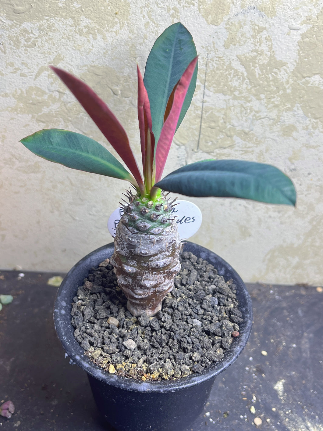 Euphorbia pachypodioides