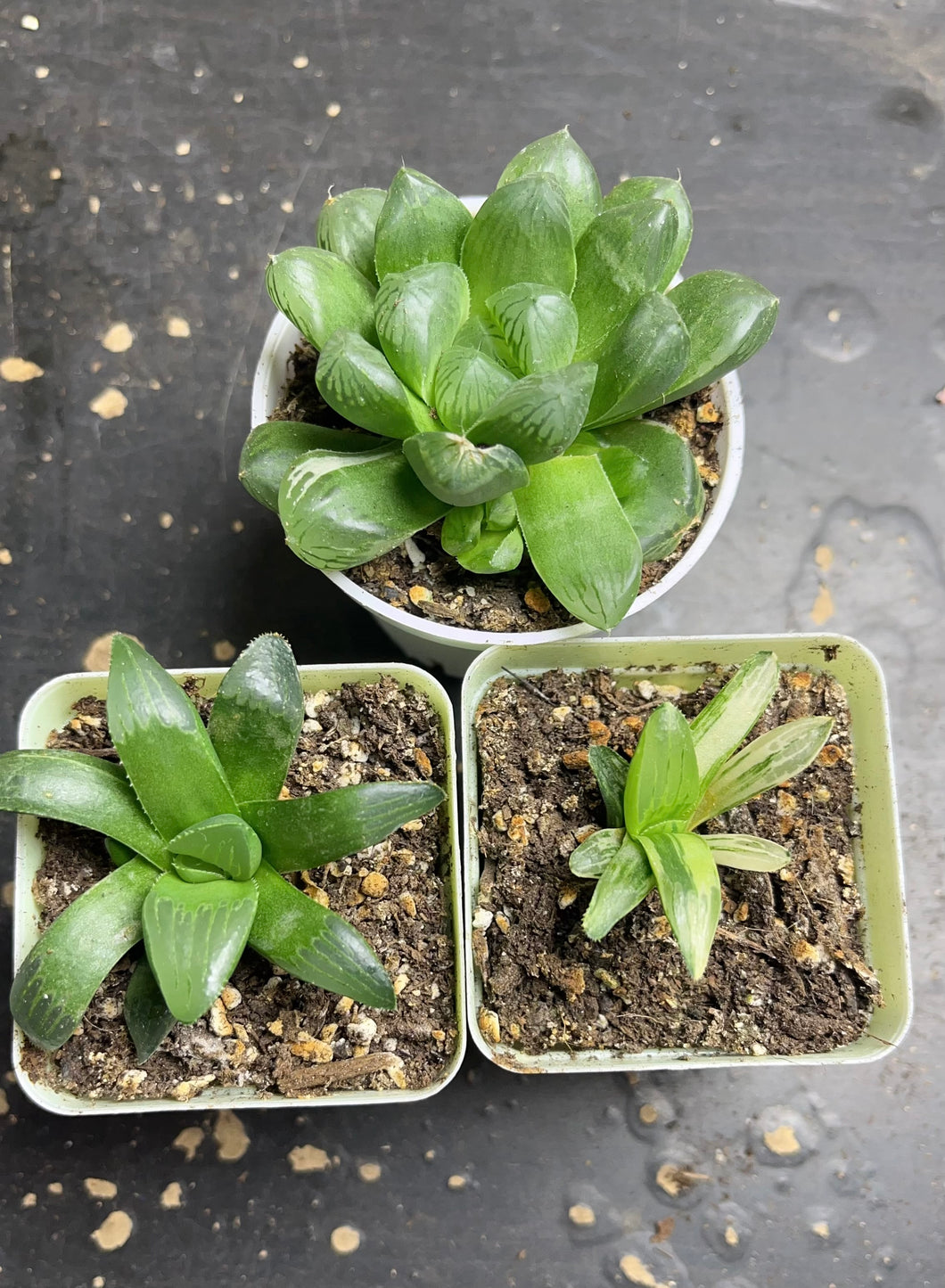 Haworthia heidelbergensis variegated