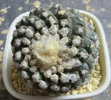 Load image into Gallery viewer, Copiapoa tenuissima

