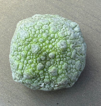 Load image into Gallery viewer, Pseudolithos cubiformis
