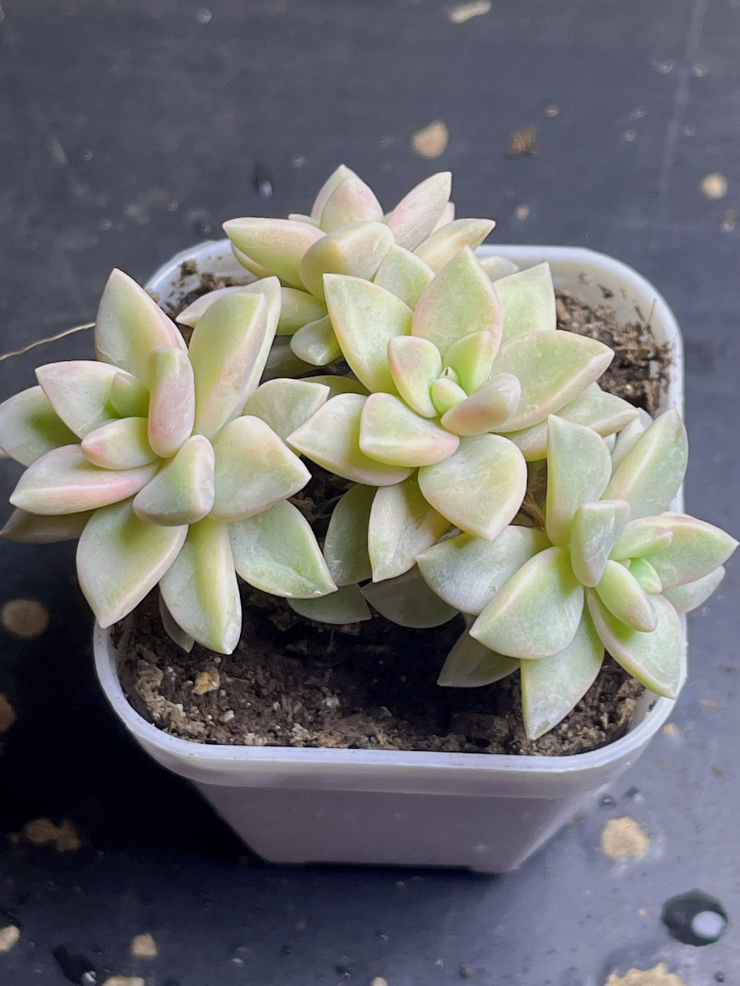 Graptopetalum 'Victor Kane variegated