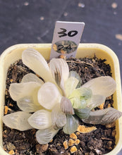 Load image into Gallery viewer, Haworthia variegated
