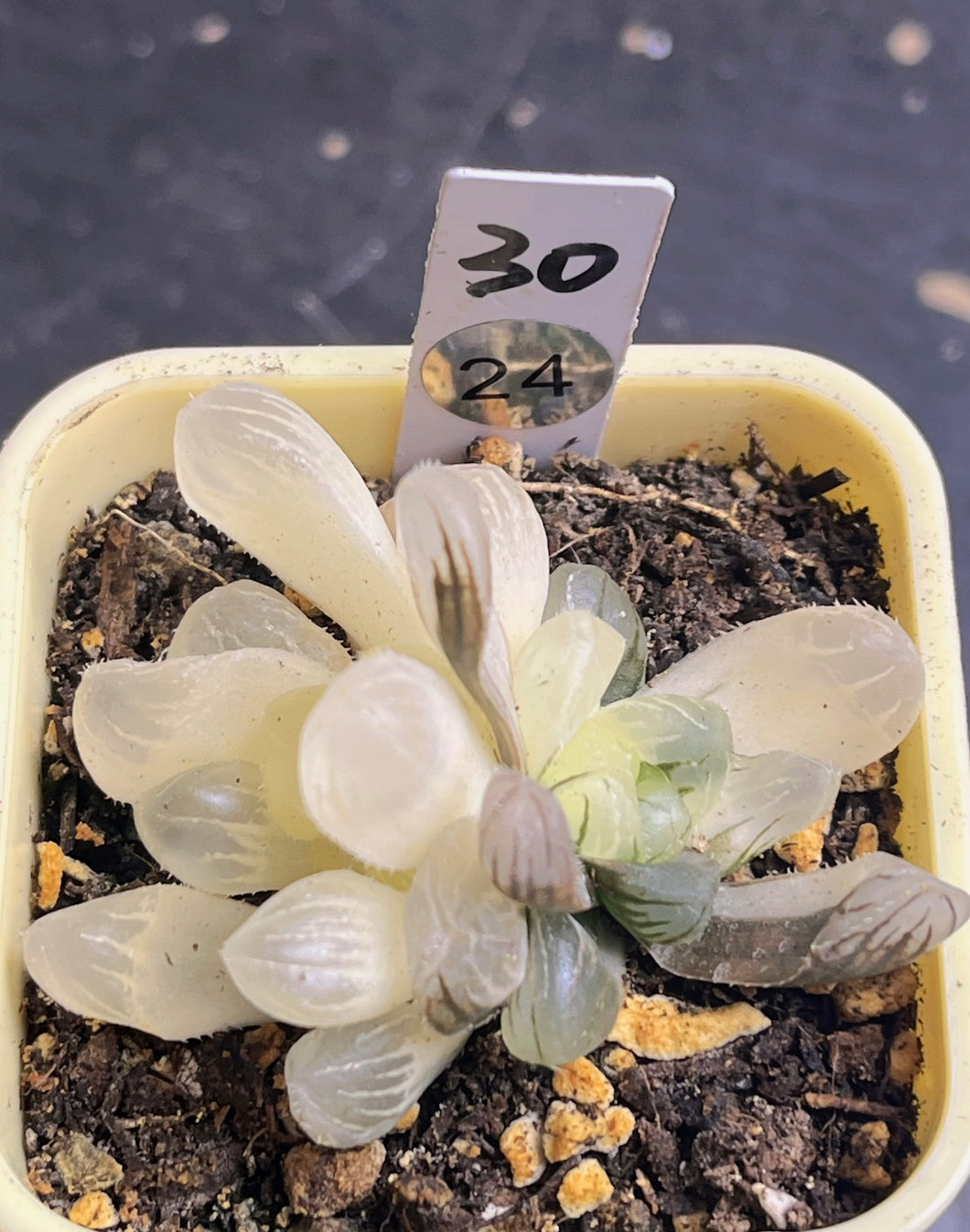 Haworthia variegated