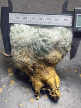 Load image into Gallery viewer, Mammillaria bocasana
