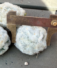 Load image into Gallery viewer, Mammillaria plumosa
