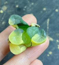 Load image into Gallery viewer, Haworthia maughanii variegated.
