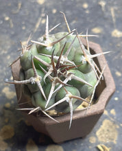 Load image into Gallery viewer, Gymnocalycium mazanense
