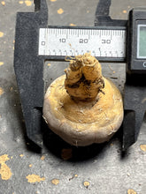 Load image into Gallery viewer, Gymnocalycium prochazkianum
