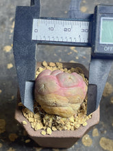 Load image into Gallery viewer, CORYPHANTHA ELEPHANTIDENS CV. INERMIS “Purple “
