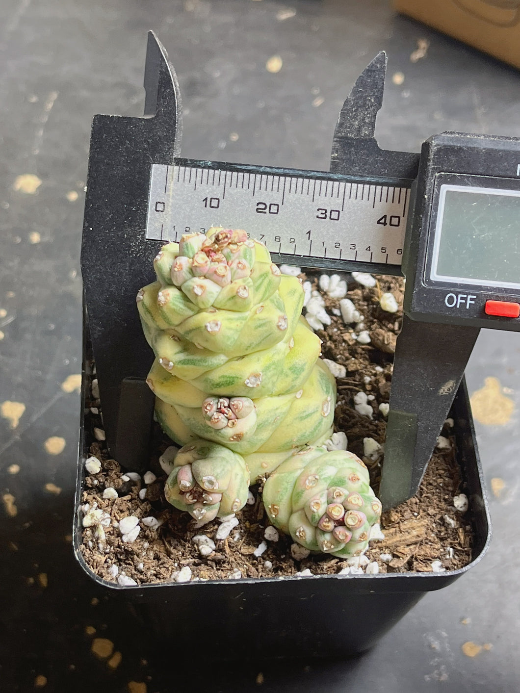 Monadenium ritchiei Variegated