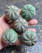 Load image into Gallery viewer, Euphorbia obesa （each）
