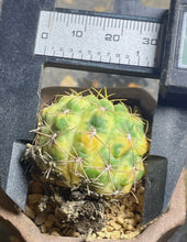 Load image into Gallery viewer, Cactus variegated
