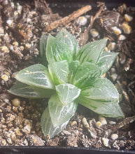 Load image into Gallery viewer, Haworthia retuse Variegated
