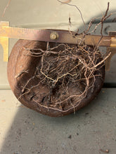 Load image into Gallery viewer, Dioscorea elephantipes
